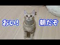 朝から元気すぎる子猫が可愛いすぎる。