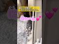 お出迎え猫が一生懸命何かを伝えに来ました💖　　　　#shorts #お喋り #喋る猫 #猫動画 #アメリカンショートヘア #お出迎え猫