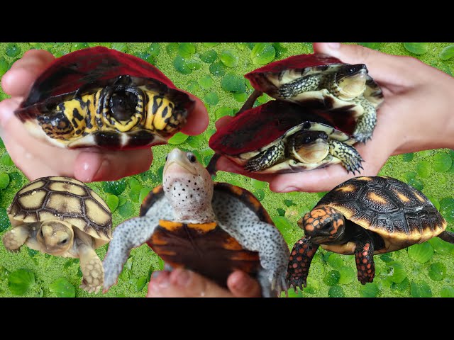 Rare! Cute Colorful Baby Turtles!