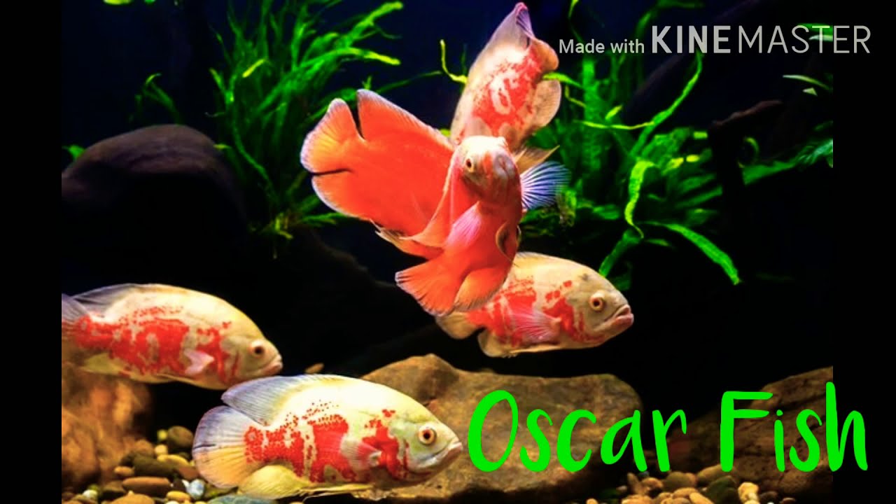 Oscar fish price in sri lanka