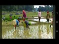 Tharu Tribes of Bihar,India || धान की रोपनी करती थारू युवतियां 🥸