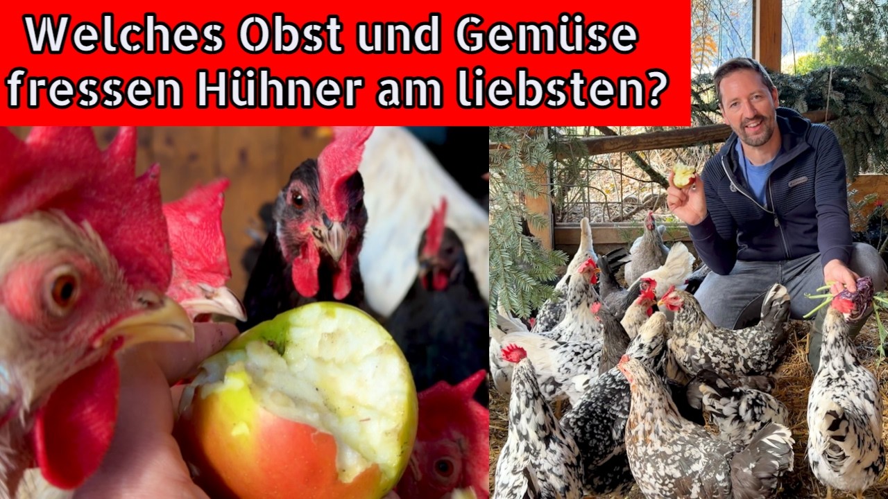 Hhnerftterung: Welches Obst/Gemse/Frischfutter fressen Hhner eigentlich  am liebsten?