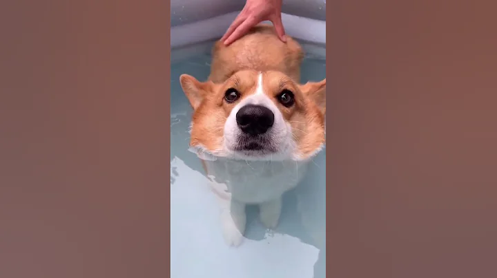 This Corgi's has a Literal BUBBLE Butt 😯 | Cute Dog (READ DESCRIPTION) #shorts - DayDayNews