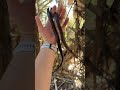 What Is This Black Snake Snakes Wild Nature 