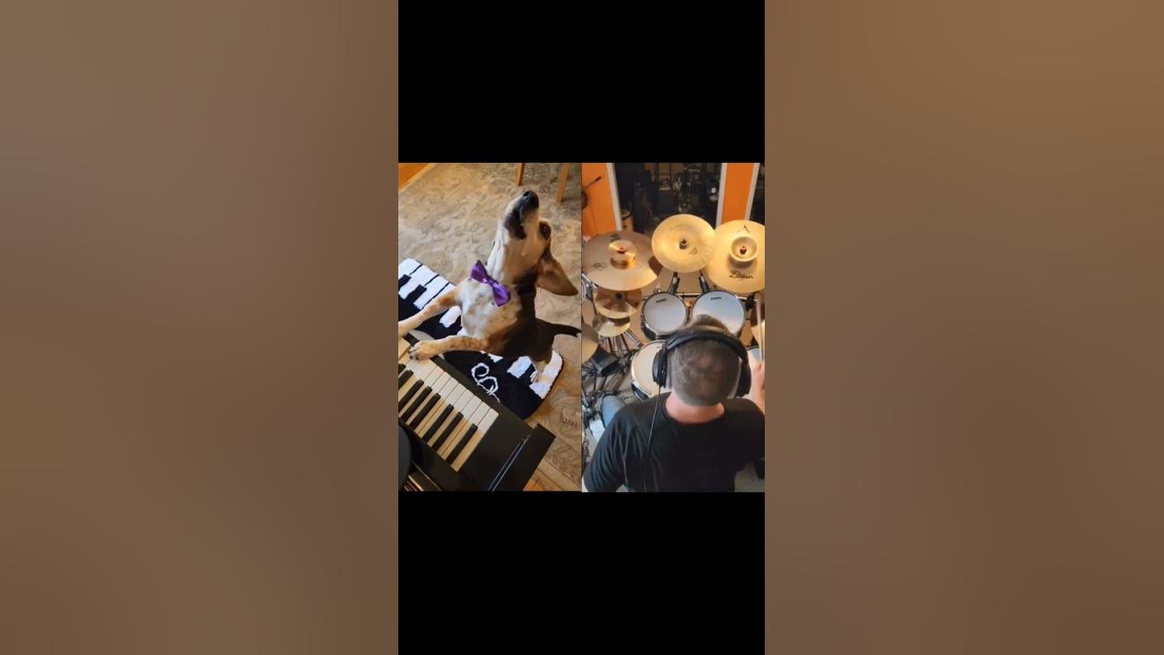 my Dad on drums!!! #shorts #shortsvideo #music #funny #dog my Dad on drums!!! #shorts #shortsvideo #music #funny #dog