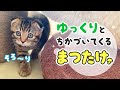 ゆっくりと近づいてくる子猫の行動に癒されます