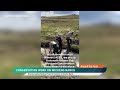 Prairie Conservation: A Montana Rancher's Mission