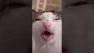 Asmr The (Video Is Not Mine).Асмр (Видео Не Мое)#Shots #Cat #Cats #Meme #Memes