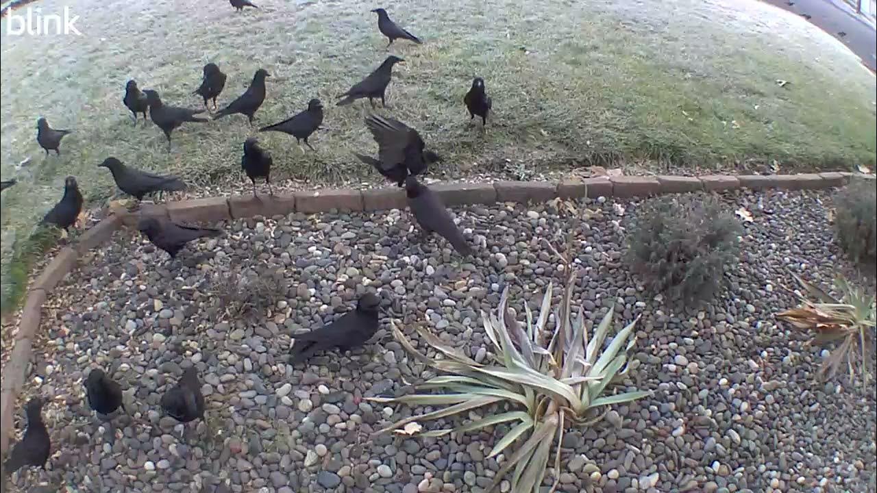 our murder of crows at feeding time YouTube