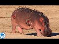This Is Why Hippos Have A Rough Life