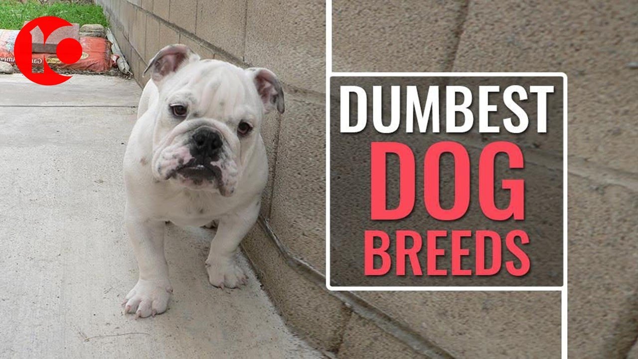 Top 10 Dumbest Dog Breeds in the World Top 10 Central YouTube