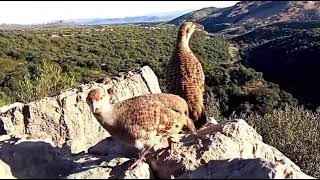 Black Teetar Ground Bird Sound Feeling Good