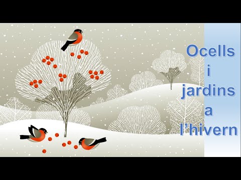 Vídeo: Com Alimentar Els Ocells De La Ciutat A L’hivern