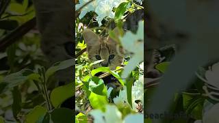 #serval #cat #kitten #cute #catvideos #birdsounds #flowers