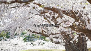 GLAY-春を愛する人（歌詞あり）