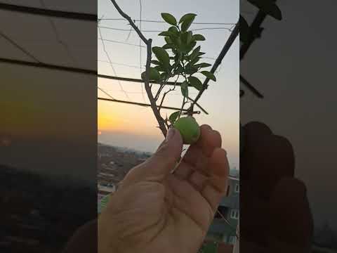 زراعة اليمون القزميةفوق السطح  