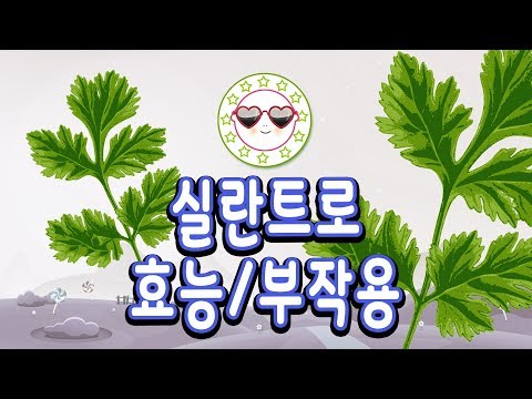 실란트로 효능 실란트로 부작용 고수풀로 불리는 실란트로의 효능 - 실란트로 효능 과 부작용