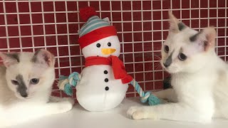 Cute Kittens and Peaceful Christmas Music - Rescued Kittens 2021 by Carin - Cats & Good Vibes 2,098 views 2 years ago 5 minutes, 51 seconds