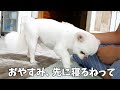 パパに「おやすみ」のあいさつをしてくれる犬!愛されてるなって...感じる瞬間