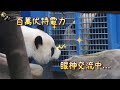 20221015 圓寶埋伏窗格邊準備嚇姐姐圓仔一大跳 The Giant Panda Yuan Zai and Yuna Bao