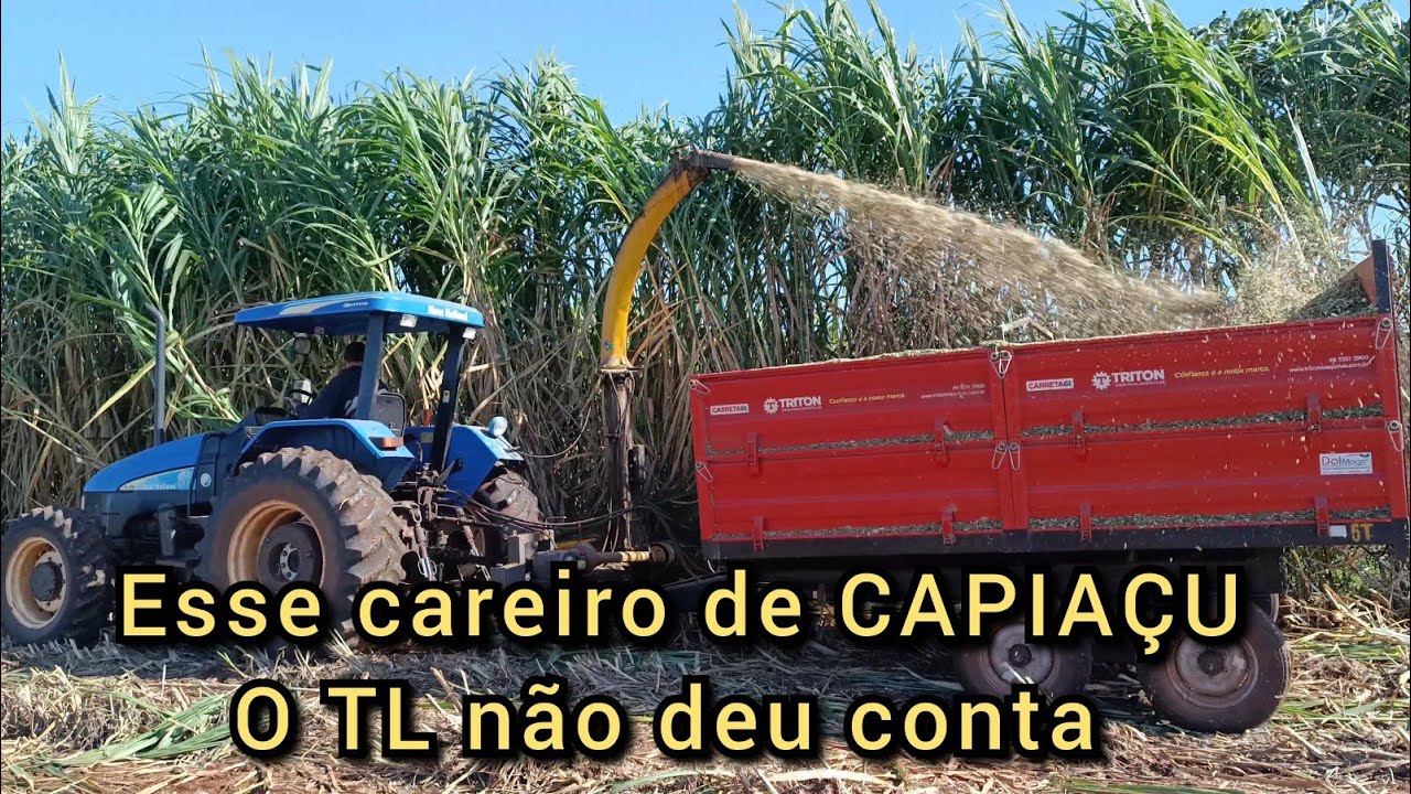 O jeito foi pegar metade do careiro de CAPIAÇU a ensiladeira não deu conta de pegar inteiro .