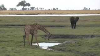 Giraffe Bending Down To Drink on the Chobe River, Botswana, Africa