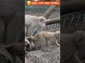 これを見れば明日も頑張れる。最北の地で懸命に遊ぶ命の鼓動 子ザル ＃ニホンザル #下北半島 #脇野沢 #脇野沢野猿公苑 #punch