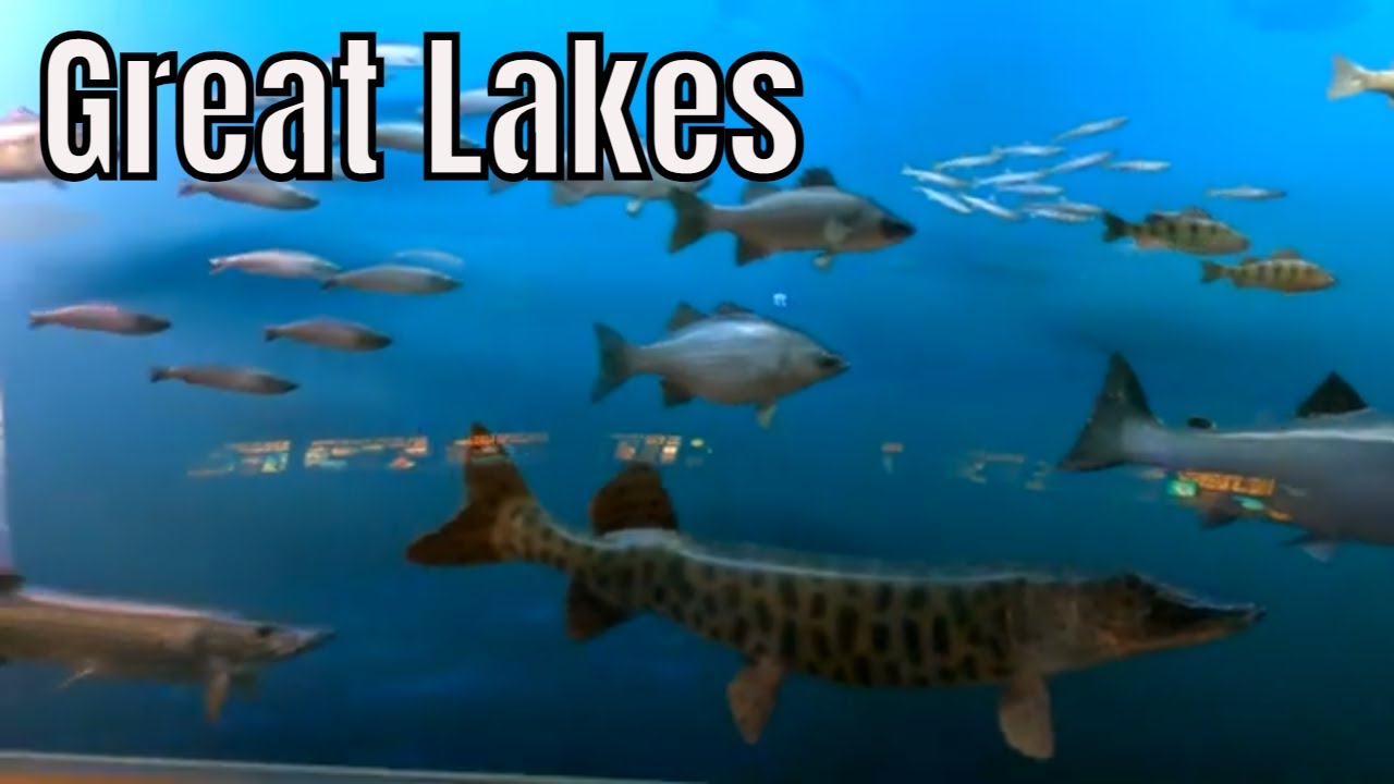 FISH DISPLAY at the Grand Rapids Museum, Grand Rapids Michigan, and Flying To Beaver Island.