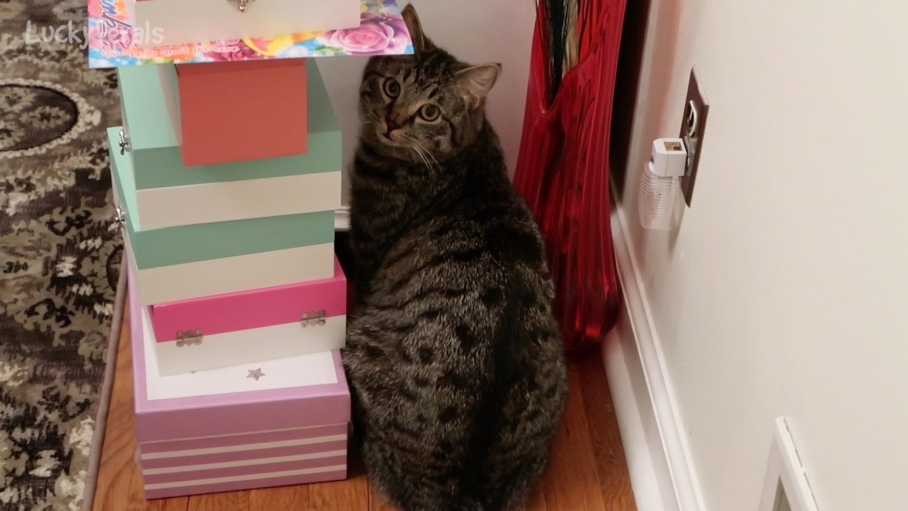 haha ne demek Simba And The China Cabinet ➙ Cat Squeezing Under Furniture