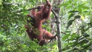 Orangutan In The Mood