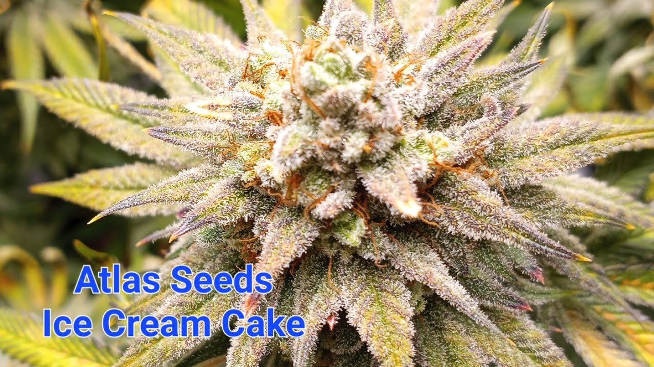 ice cream cake week 6 flower