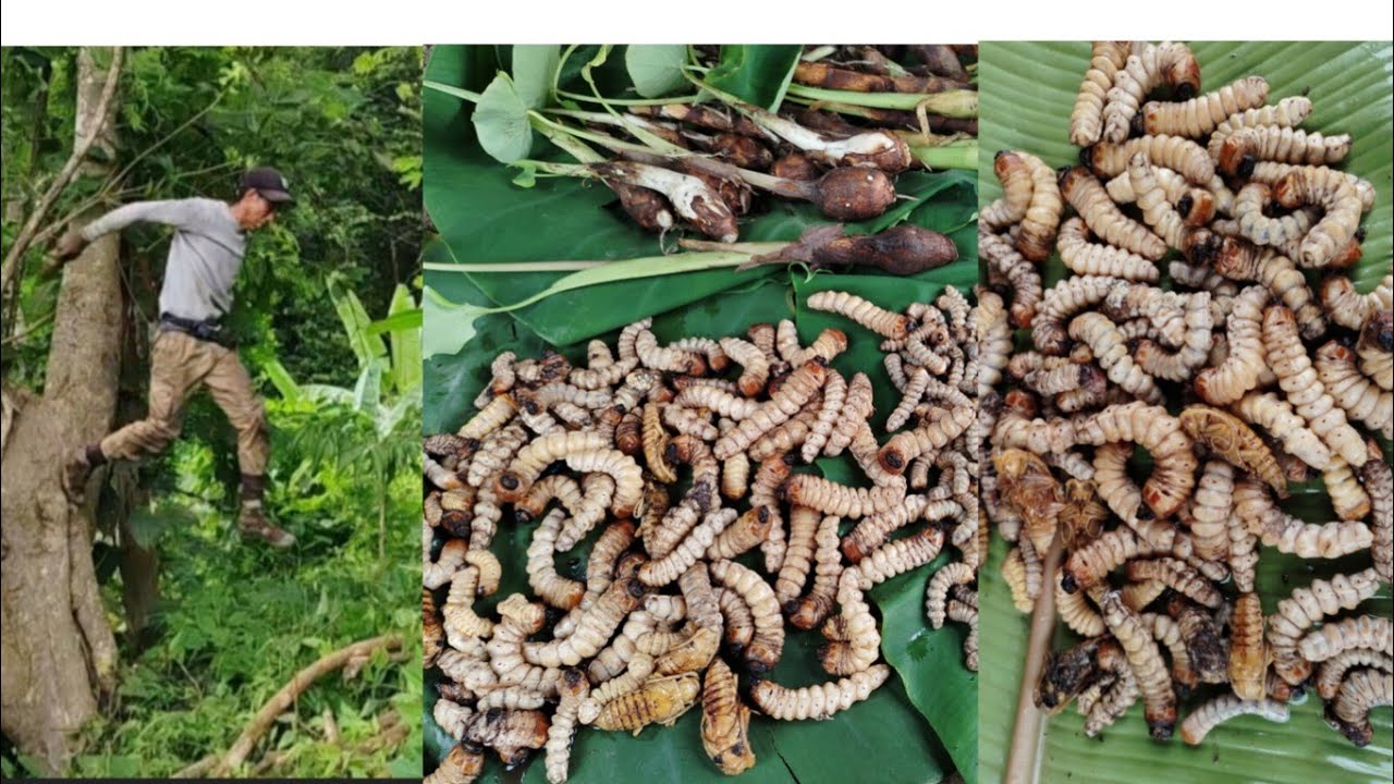 Collecting wood worm in the jungle with my wife 