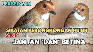 PERBEDAAN BURUNG S K P (SIKATAN KERONGKONGAN PUTIH) JANTAN DAN BETINA 💯 AKURAT