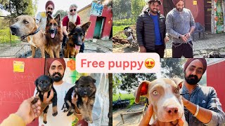 Rottwiler puppy giveawayyeah kon milne aagya❤le jao ab puppy free mai