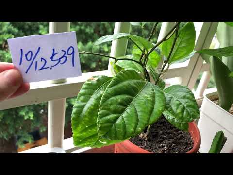 【園藝539】10月12日(四)百香果施肥後持續向上攀爬！