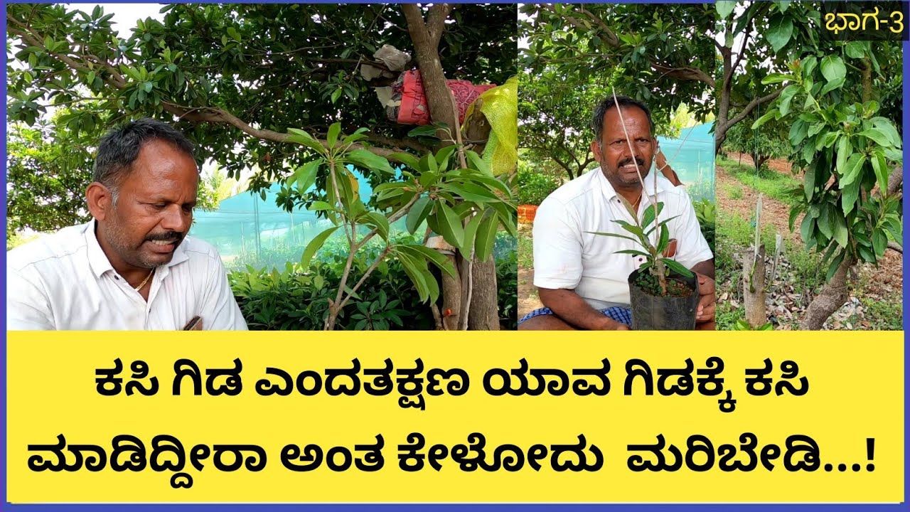 ಯಾವ್ಯಾವುದೋ ಕಸಿ ಗಿಡ ತಂದು ವ್ಯಥೆ ಪಡಬೇಡಿ,ಕಸಿ ಗಿಡದ ಆಯ್ಕೆಯಲ್ಲಿ ಎಡವದಿರಿ ತೋಟ ಮಾಡುವುದು ಒಂದೇ ಸಲ...!