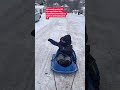 Toddler tantrums.boy mom life.Baby sled day #toddlermom #toddlertantrums #toddlertantrum #toddlers