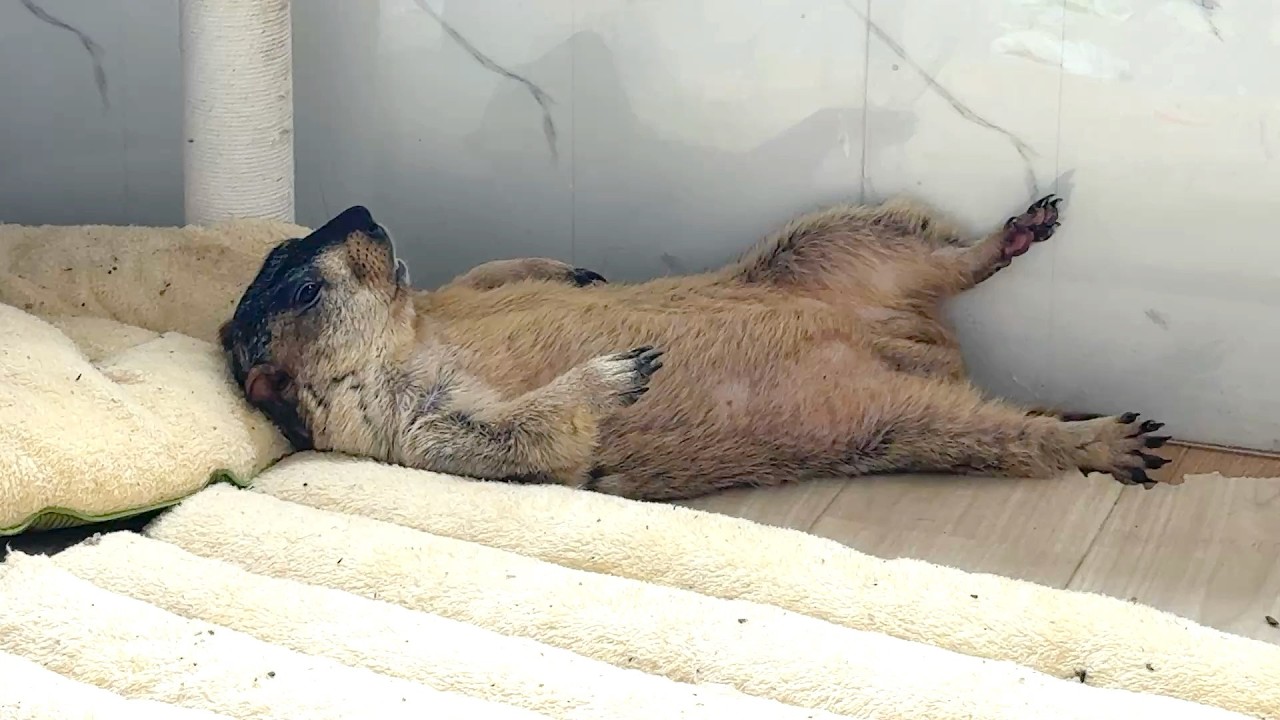 A Tiny Old Man? Or a 5-Year-Old Kid? This Marmot!