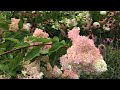 🌾 Garden Tour ~ Planting Ideas ~ Hydrangeas ~ Native Plants 🌾