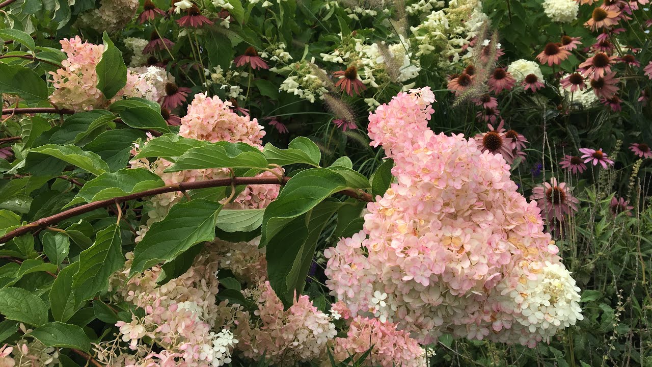 🌾 Garden Tour ~ Planting Ideas ~ Hydrangeas ~ Native Plants 🌾