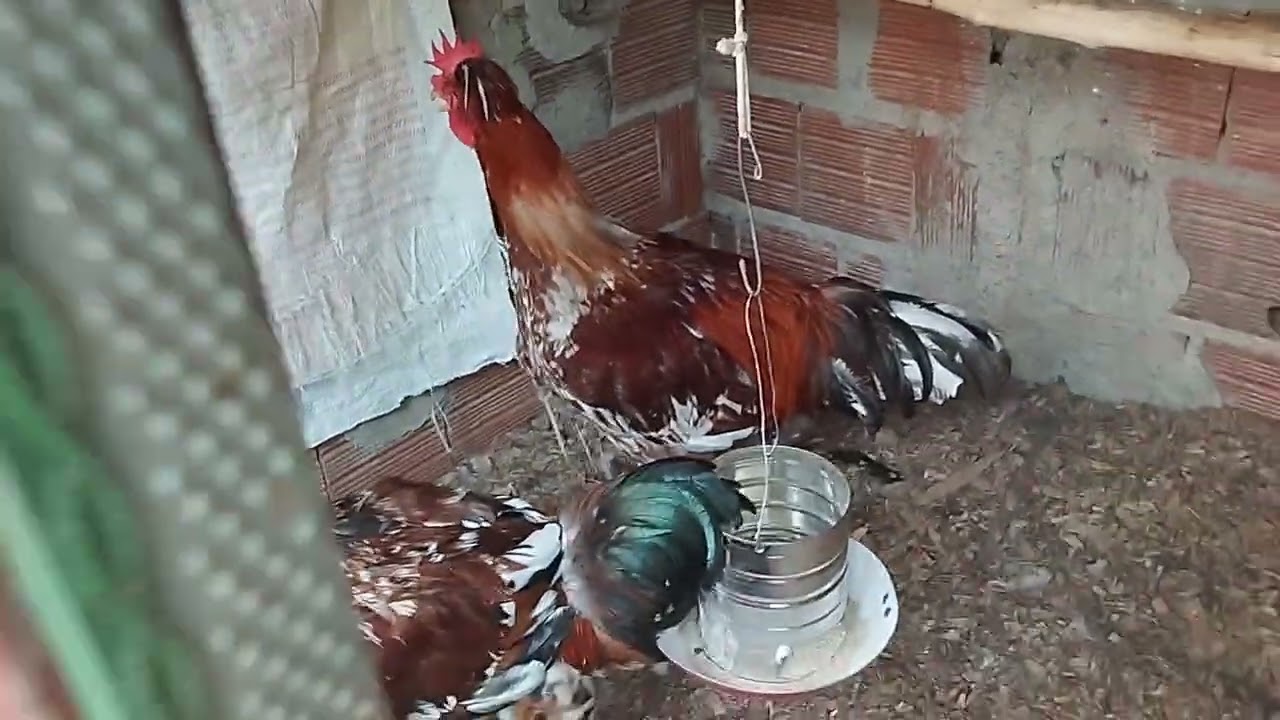 Quanto eu gasto pra sustentar a minha criação de galinhas com 121 aves🐤🐓🐔🐔