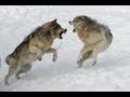 Wolves war