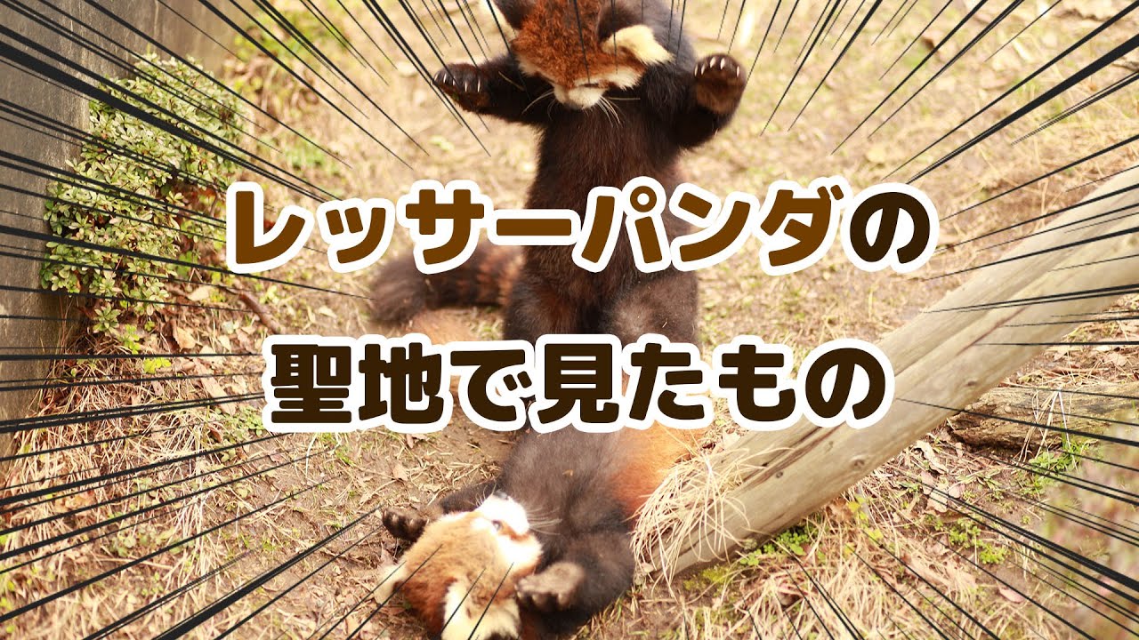 レッサーパンダが１３匹もいると噂の鯖江市西山動物園に行ってきたよ。