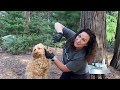 How to Groom Your Labradoodle - Tutorial