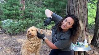 How to Groom Your Labradoodle  Tutorial