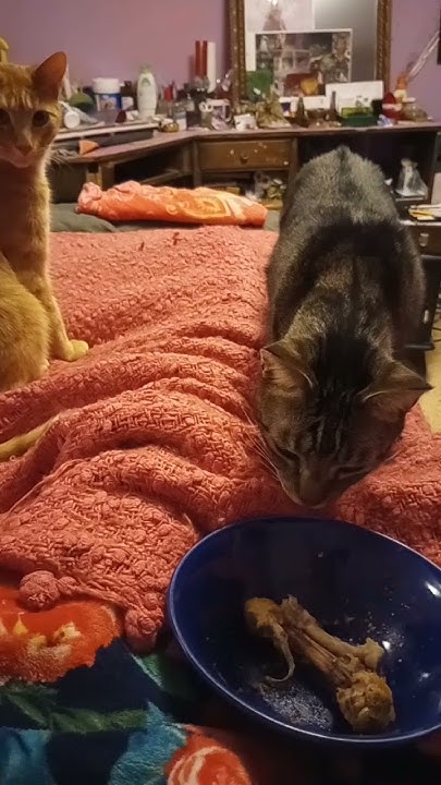 Can Dogs Get Sick From Eating Chicken Bones