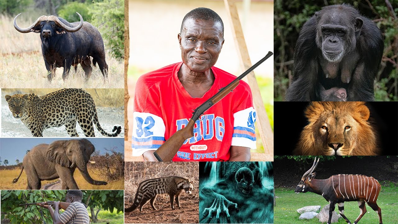 Eeii😓SERIOUS, A Big Buffalo chased me in the forest. I Saw SASABONSAM in the night. Ghanaian HUNTER