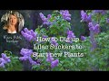 Easiest Way to Start Lilacs (faster than cuttings)
