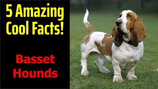 5 Fascinating Facts About Basset Hounds