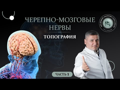 Черепные нервы.Топография черепных нервов.Черепно-мозговые нервы часть 1